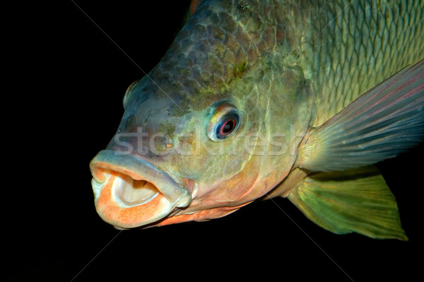 Nembwe fish portrait Stock photo © EcoPic