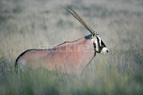 Gemsbok antelope Stock photo © EcoPic