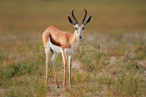 Natural habitat Africa de Sud natură picioare Africa Imagine de stoc © EcoPic