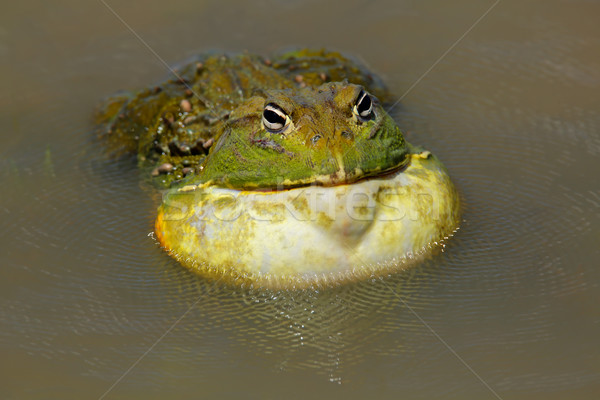 Stockfoto: Afrikaanse · reus · mannelijke · roepen · South · Africa · natuur