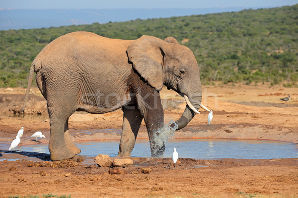 Elephant at waterhole Stock photo © EcoPic