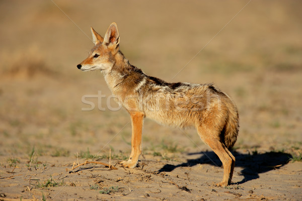 Black-backed Jackal Stock photo © EcoPic