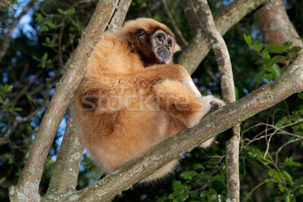 White-handed gibbon Stock photo © EcoPic