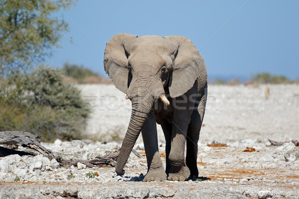 Afryki byka słoń parku Namibia Zdjęcia stock © EcoPic