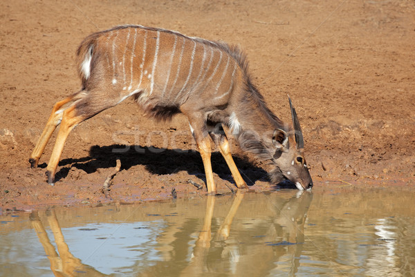 Nyala antelope drinking Stock photo © EcoPic