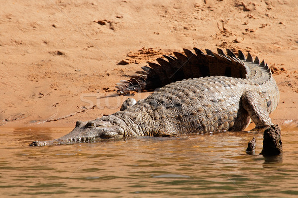 Słodkowodnych krokodyla parku Zdjęcia stock © EcoPic