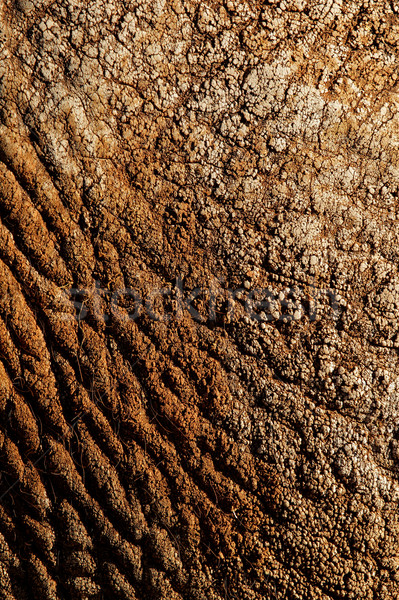 Stock photo: Elephant skin