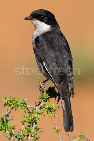 Fiskális gally Dél-Afrika Afrika park szárnyak Stock fotó © EcoPic