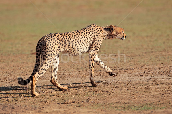 Uyarmak çita çöl Güney Afrika gözler kedi Stok fotoğraf © EcoPic