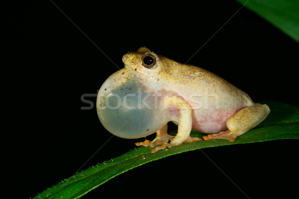 Painted reed frog Stock photo © EcoPic