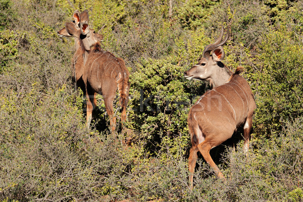 Stok fotoğraf: Doğal · yetişme · ortamı · Güney · Afrika · hayvan · Afrika · safari