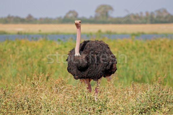 Male ostrich Stock photo © EcoPic