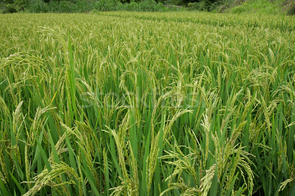Chinese rice field Stock photo © EcoPic