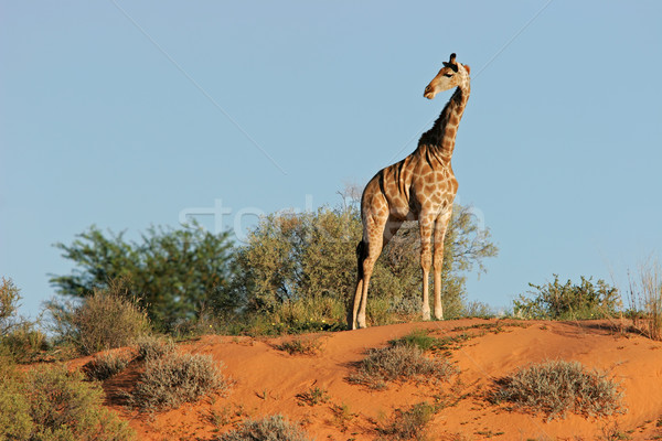 жираф дюна песчаная дюна ЮАР пустыне песок Сток-фото © EcoPic