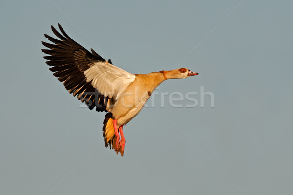 Egyptian goose in flight Stock photo © EcoPic