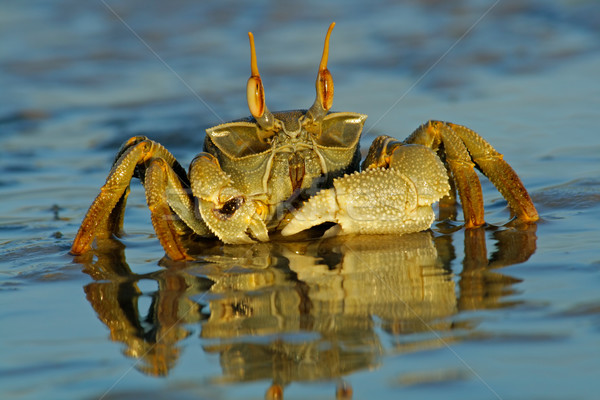 Ghost crab Stock photo © EcoPic