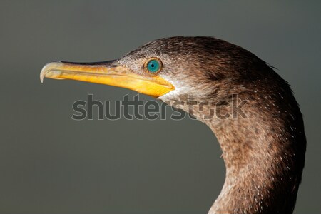 Stock photo: Neotropic cormorant