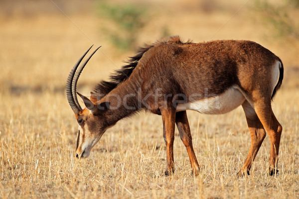 Femminile Niger Sudafrica natura animale african Foto d'archivio © EcoPic