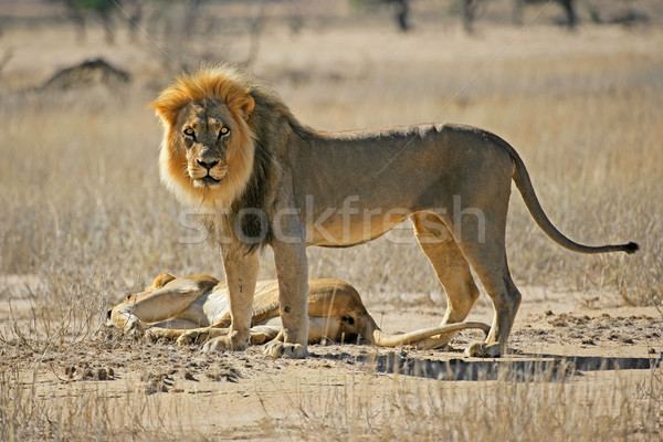 African lion pair Stock photo © EcoPic