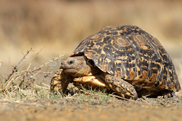 Leopárd teknősbéka hegy Dél-Afrika szemek fej Stock fotó © EcoPic