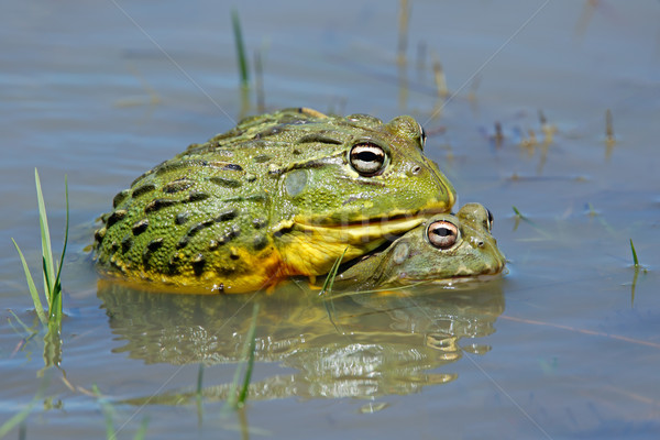 Stock photo: Mating African giant bullfrogs