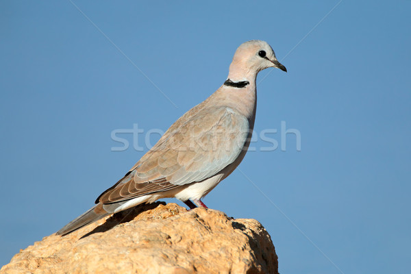 Foto stock: Tartaruga · pomba · rocha · África · do · Sul · natureza · pássaro