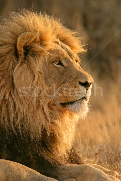 Nagy férfi afrikai oroszlán portré Dél-Afrika Stock fotó © EcoPic
