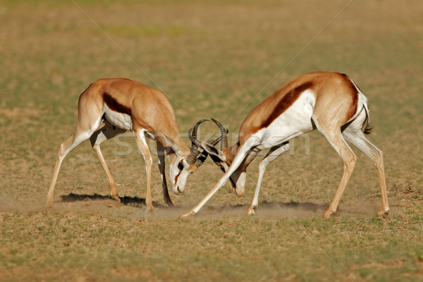 Fighting Springbok Stock photo © EcoPic