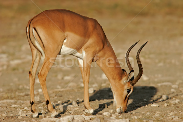 Black-faced Impala Stock photo © EcoPic