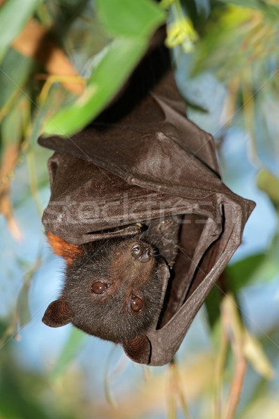 Black flying-fox Stock photo © EcoPic