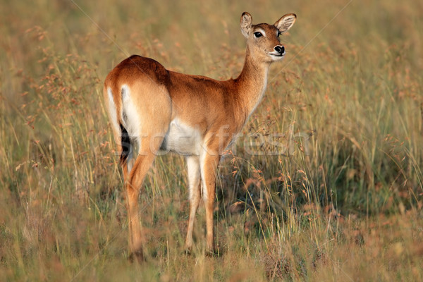 Red lechwe antelope Stock photo © EcoPic
