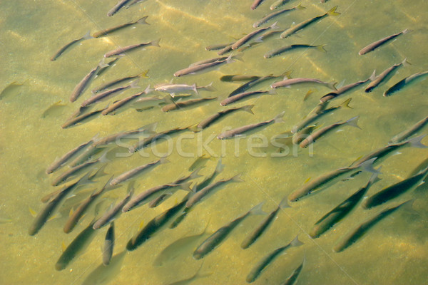 Fish shoal  Stock photo © EcoPic