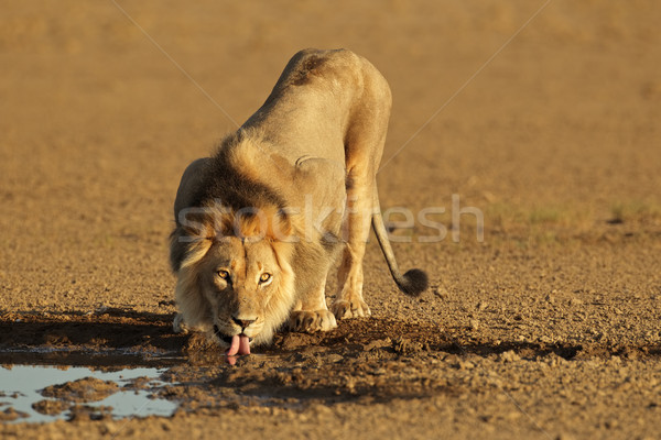 Afrikaanse leeuw drinken groot mannelijke drinkwater Stockfoto © EcoPic