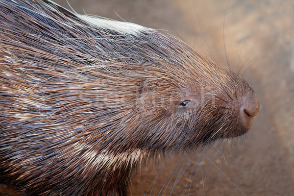 Porcupine portrait Stock photo © EcoPic