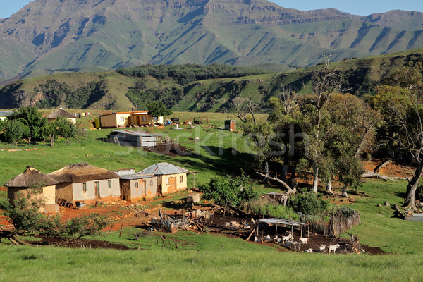 Rural settlement and livestock Stock photo © EcoPic
