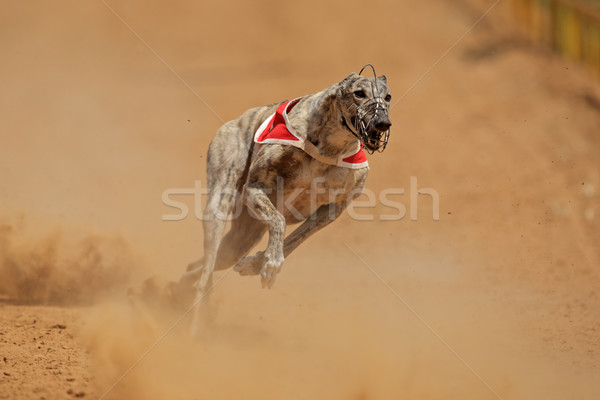 Galgo completo acelerar pé dentes correr Foto stock © EcoPic