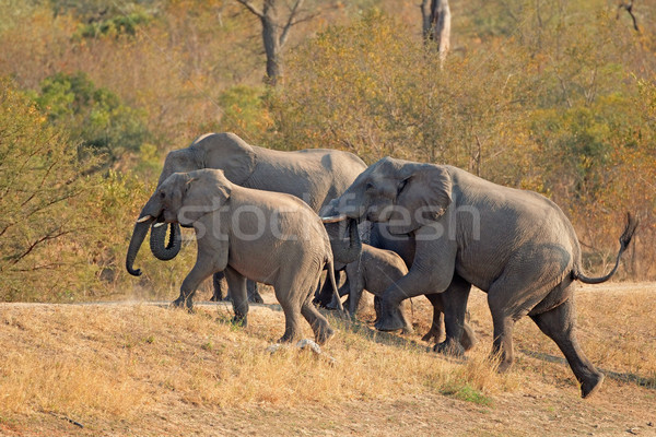 African Elefanten wenig Herde Südafrika Bäume Stock foto © EcoPic
