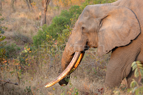 ストックフォト: アフリカゾウ · アフリカ · 牛 · 象 · 自然