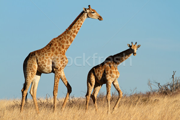 Zsiráfok nyitva kettő zsiráf Dél-Afrika fű Stock fotó © EcoPic