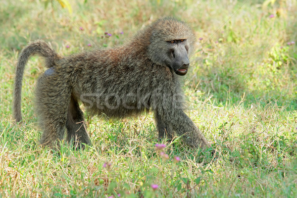 Zeytin habeş maymunu göl park Kenya hayvan Stok fotoğraf © EcoPic
