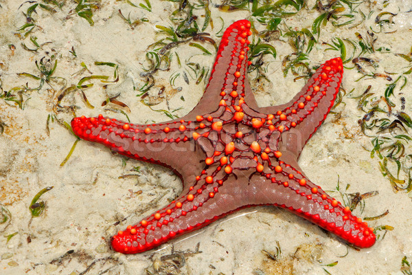Red starfish Stock photo © EcoPic