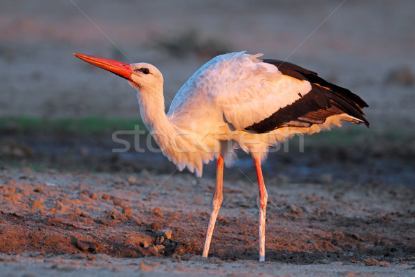 Stock photo: White stork