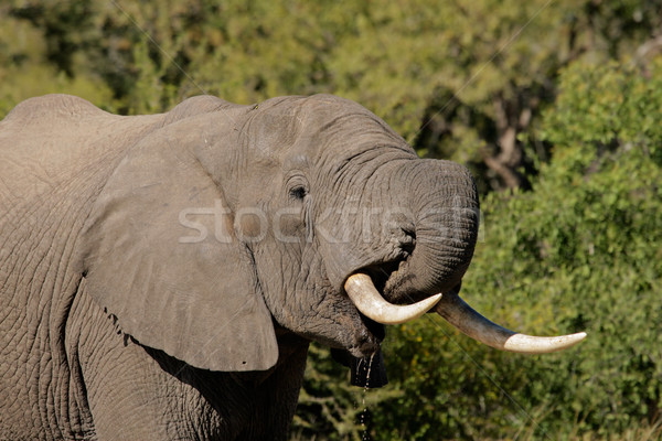 African elephant Stock photo © EcoPic