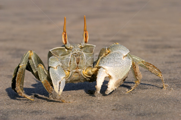 Ghost crab Stock photo © EcoPic