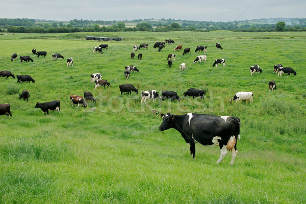 Freisian dairy cows Stock photo © EcoPic