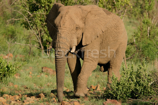 African Elephant  Stock photo © EcoPic