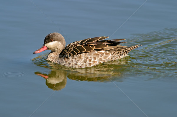 Stock photo: Red-billed teal 