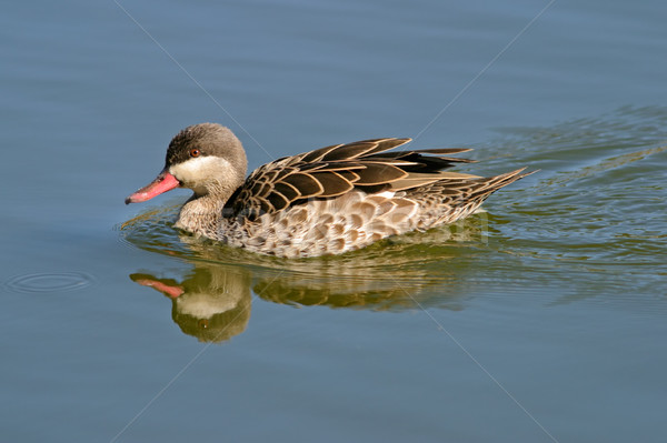 Red-billed teal  Stock photo © EcoPic