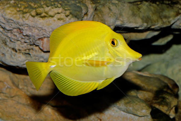 Yellow Tang  Stock photo © EcoPic