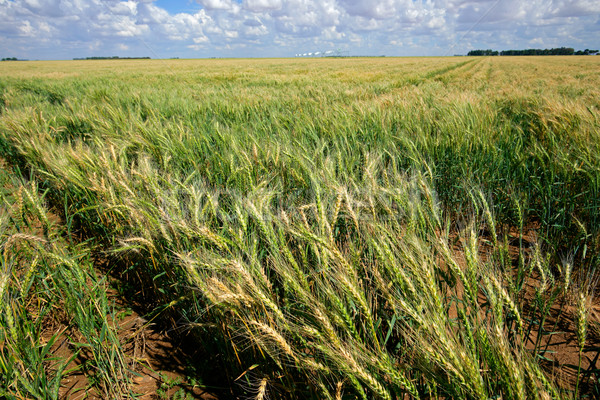 Búzamező megművelt mező integet zöld búza Stock fotó © EcoPic